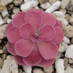 Pinguicula 'Johanna'