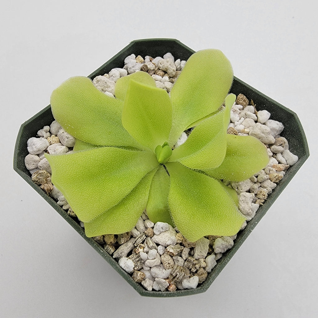 Pinguicula "Pecosita"