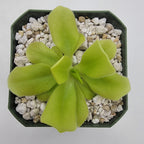 Pinguicula "Pecosita"