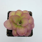 Pinguicula 'Weser' x agnata 'El Lobo'