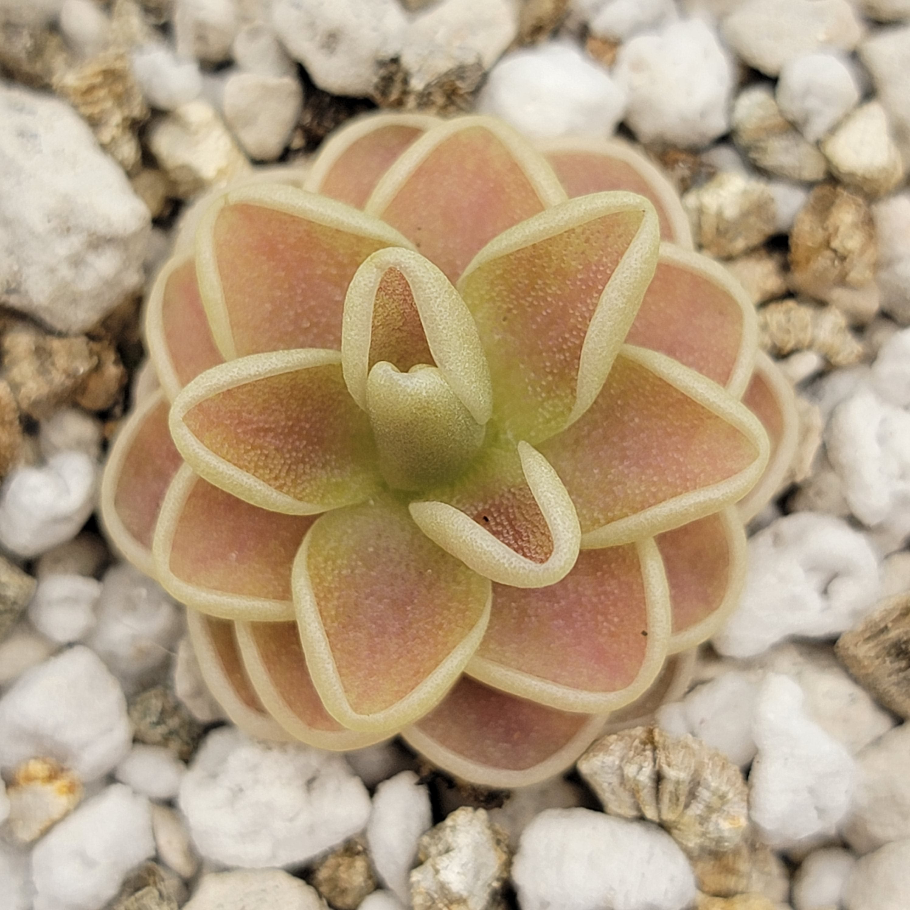 Pinguicula "Yucca Do 1713"