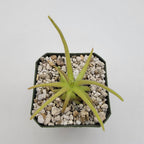 Pinguicula gypsicola x moctezumae