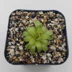 Pinguicula acuminata