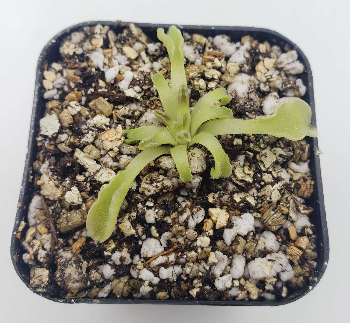 Pinguicula acuminata