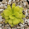 Pinguicula agnata {Mesaleon, Hidalgo, Méx}