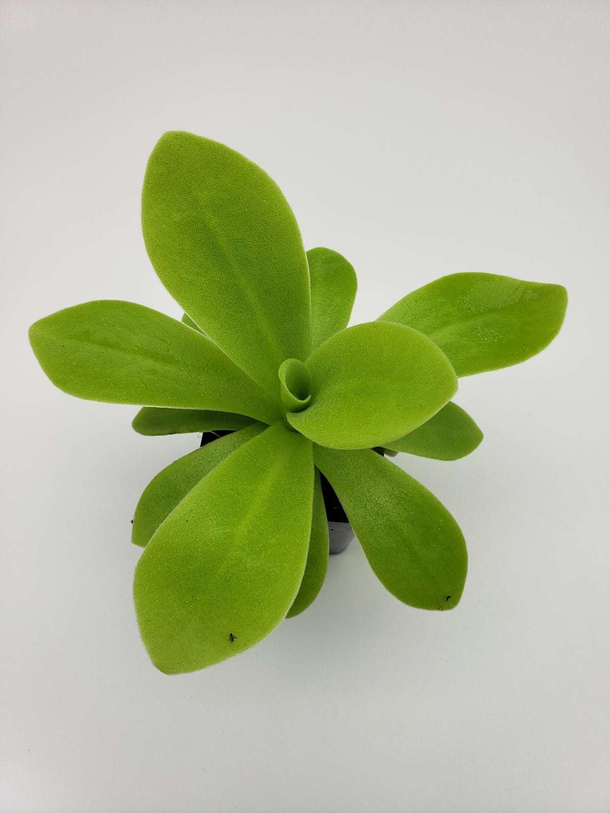Pinguicula agnata "True Blue" x gigantea