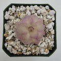 Pinguicula agnata x cyclosecta