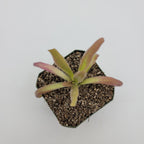 Pinguicula 'Aphrodite'