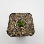 Pinguicula calderoniae {llano del conejo, San Luis Potosi}