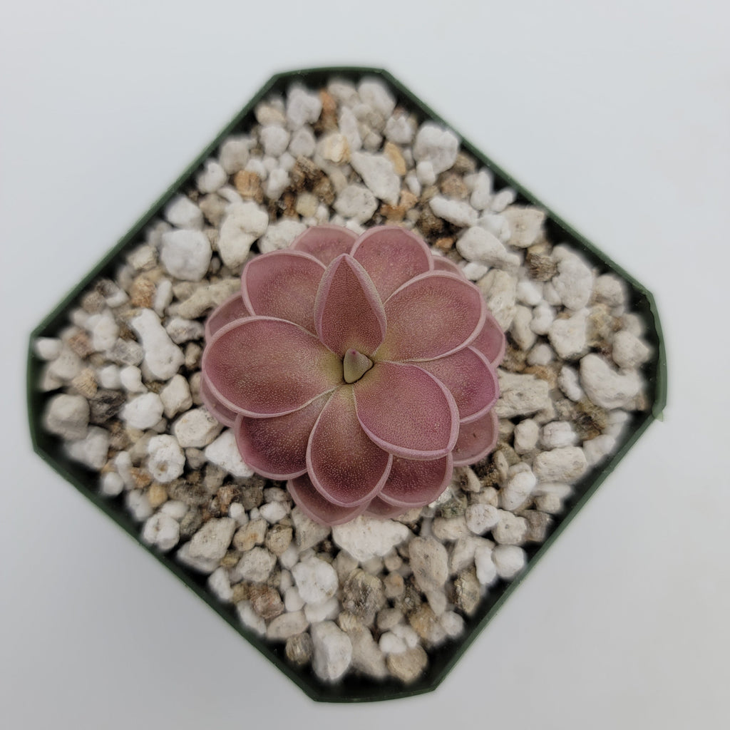 Pinguicula ehlersiae x mesophytica (clone #001)
