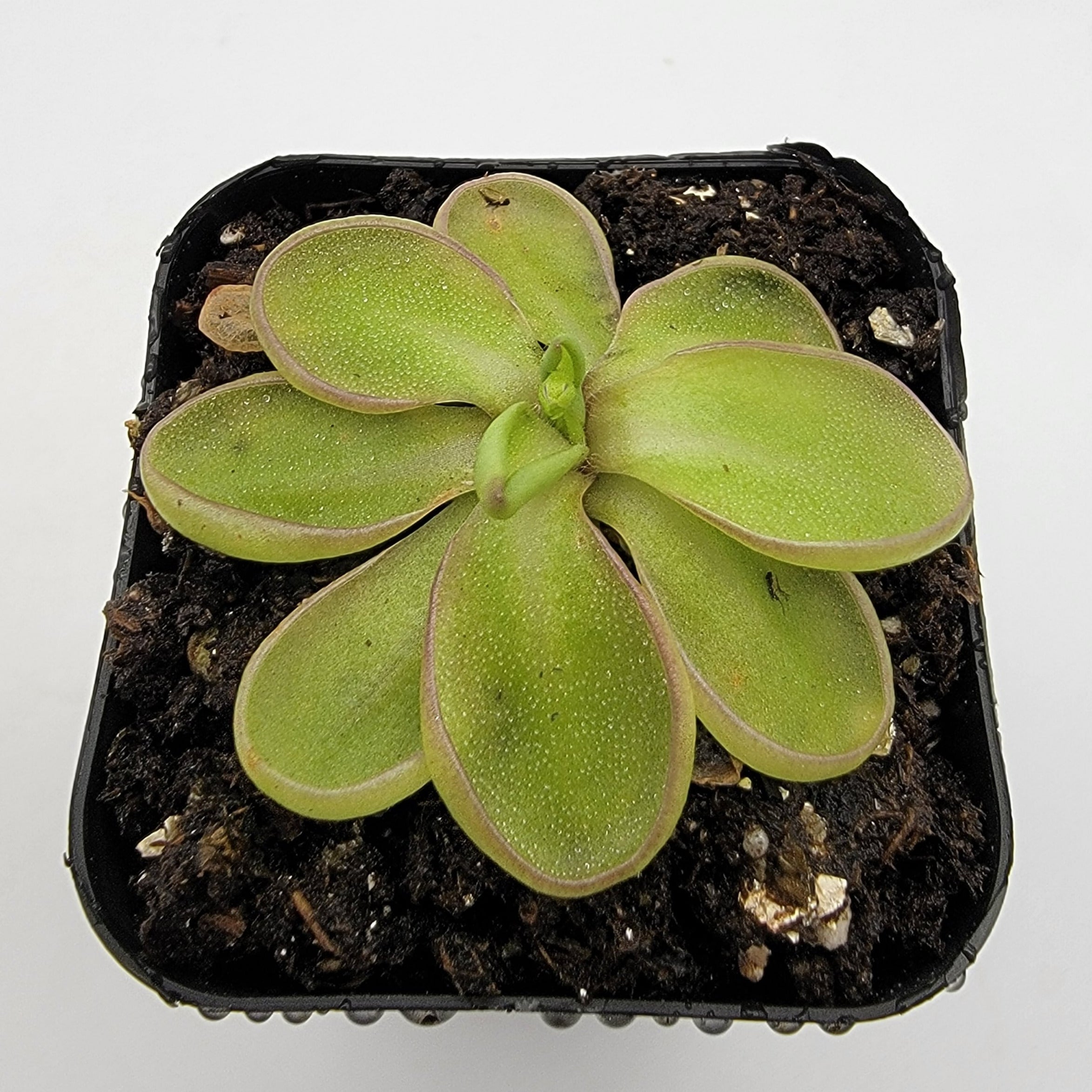 Pinguicula emarginata