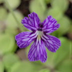 Pinguicula emarginata x cyclosecta