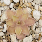 Pinguicula emarginata x jaumavensis