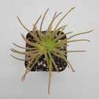 Pinguicula gypsicola {Buena Vista, San Luis Potosi, Mex}