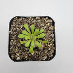 Pinguicula laxifolia