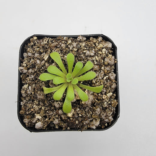 Pinguicula laxifolia