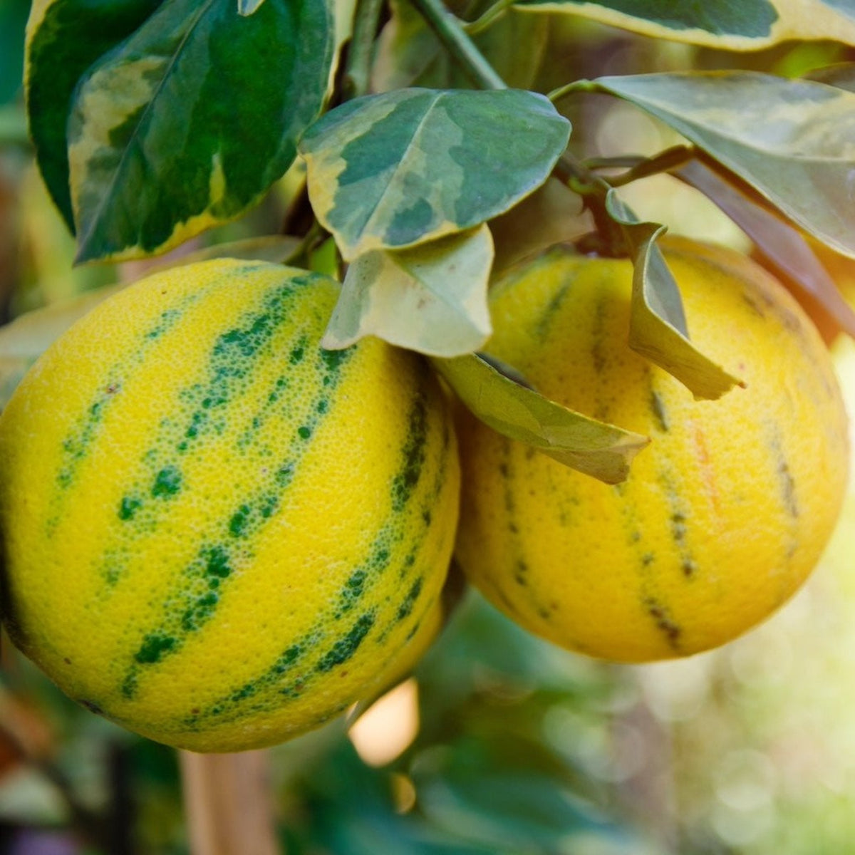 Pink Variegated Eureka Lemon Tree live fruit plant