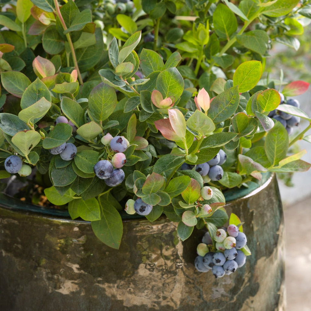 Pink Icing® Blueberry live fruit plant