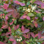 Pink Icing® Blueberry live fruit plant