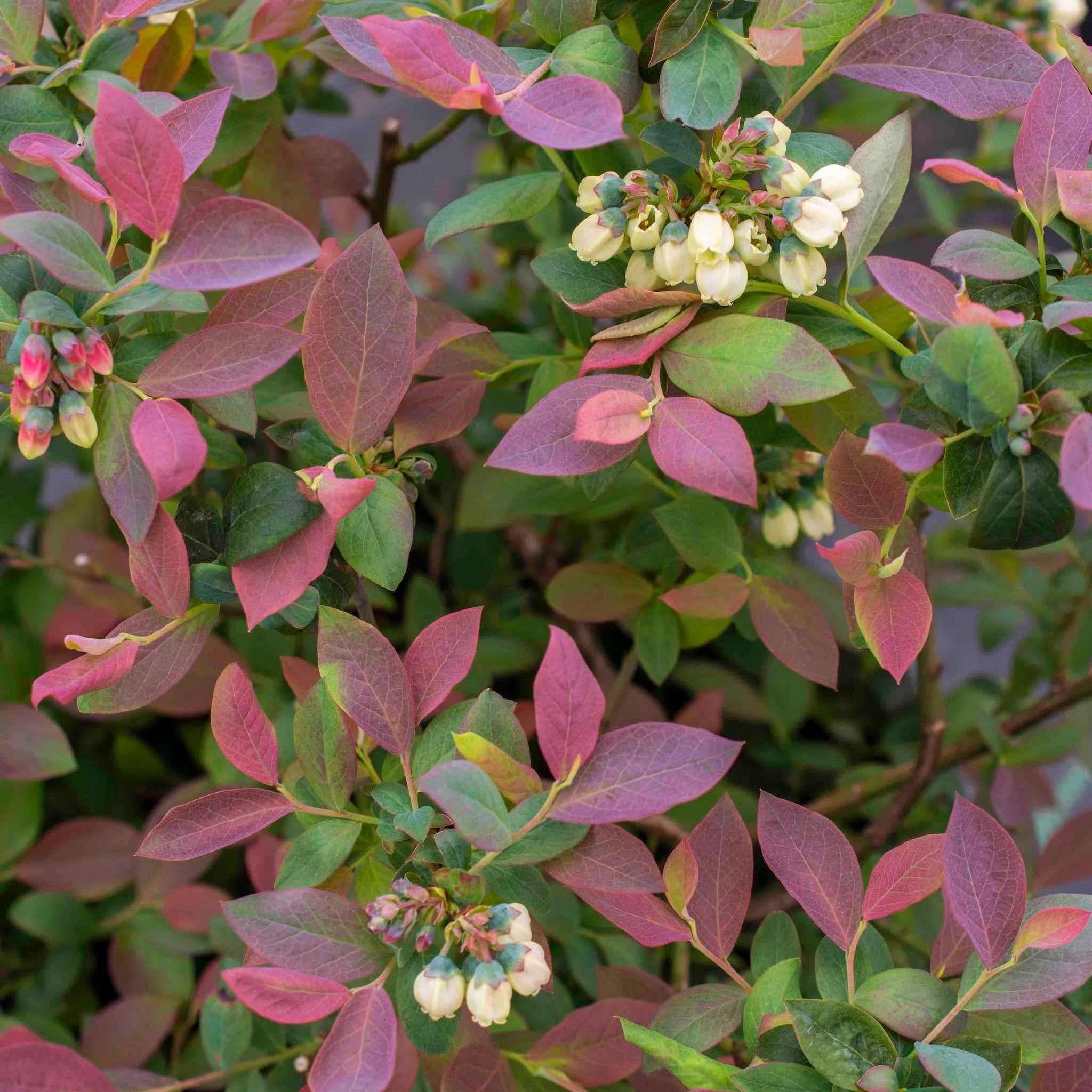 Pink Icing® Blueberry live fruit plant