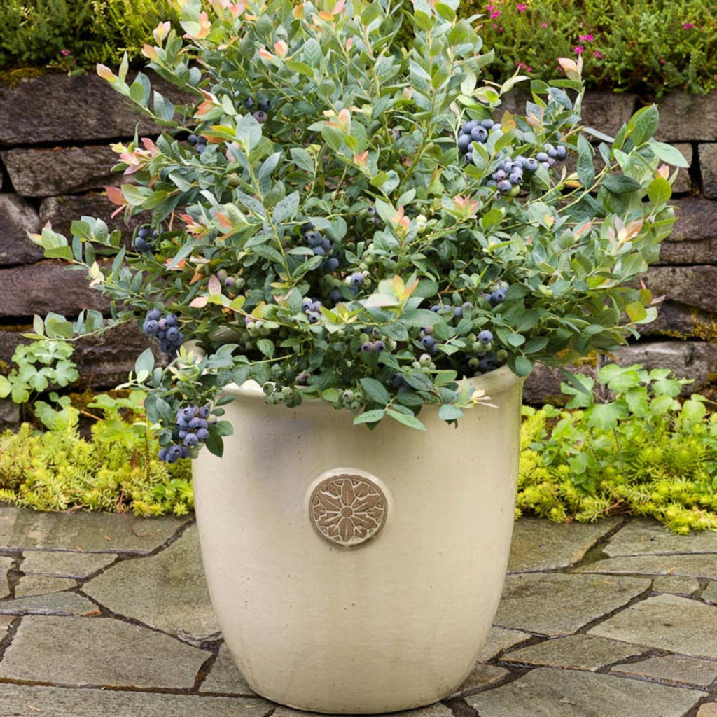 Pink Icing® Blueberry live fruit plant