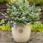 Pink Icing® Blueberry live fruit plant