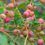 Pink Lemonade Blueberry — Pink-Fruited Berry Bush live plant
