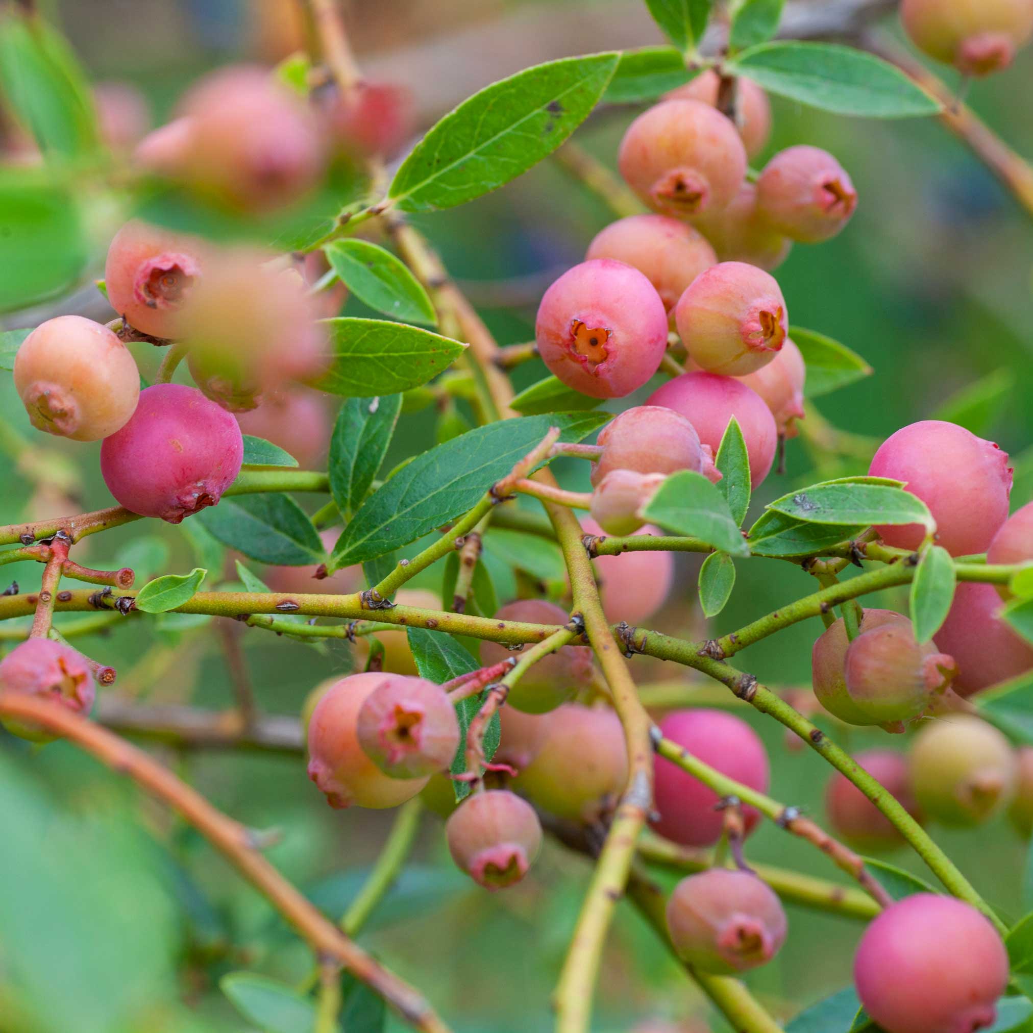 Pink Lemonade Blueberry — Pink-Fruited Berry Bush live plant