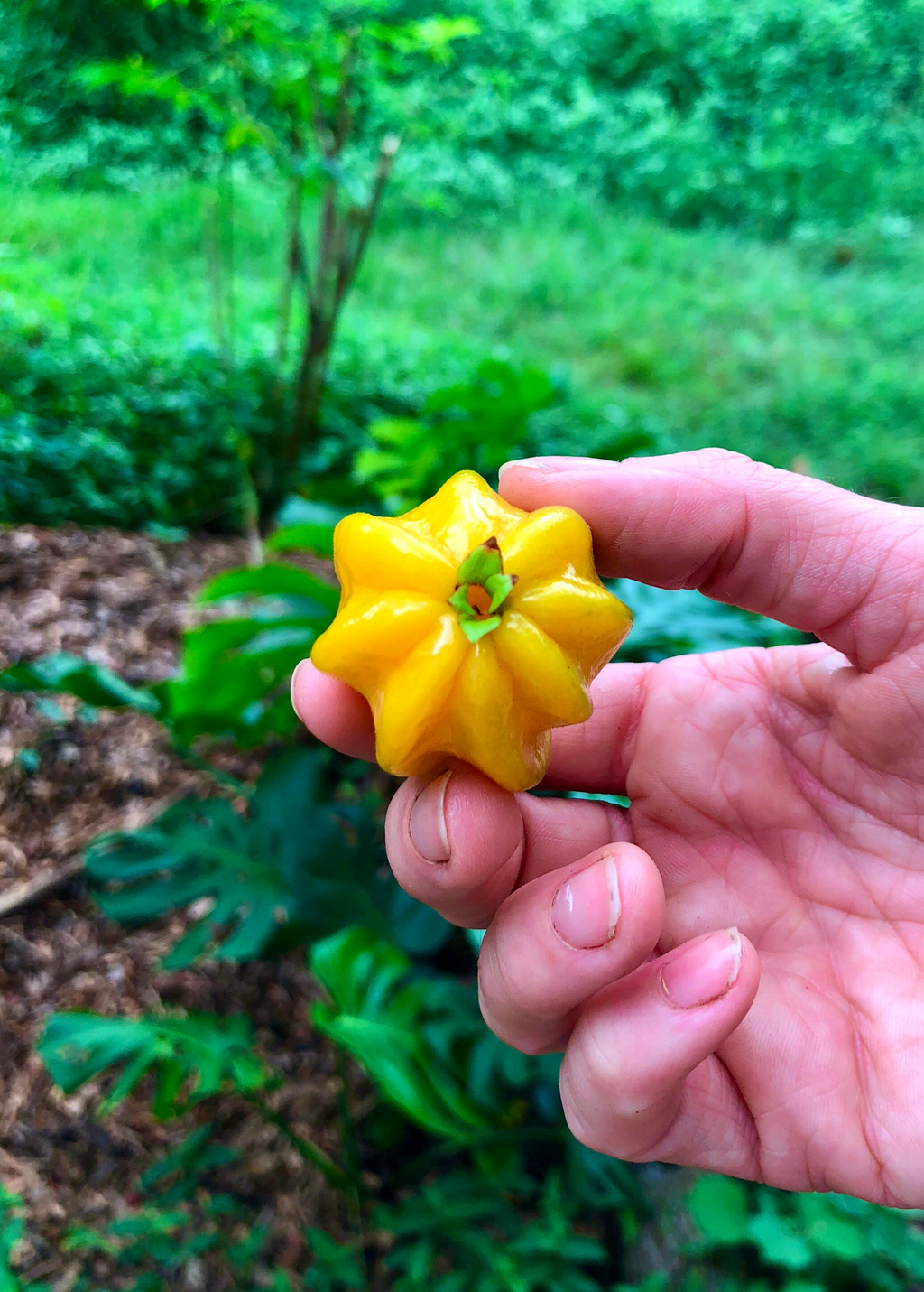 Pitangatuba Plant — Eugenia neonitida