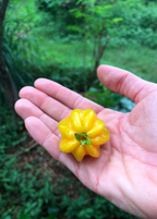 Pitangatuba Plant — Eugenia neonitida