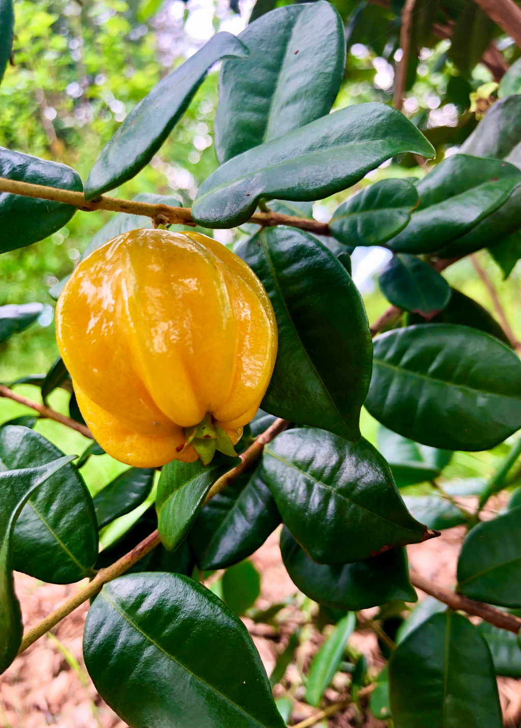 Pitangatuba Plant — Eugenia neonitida