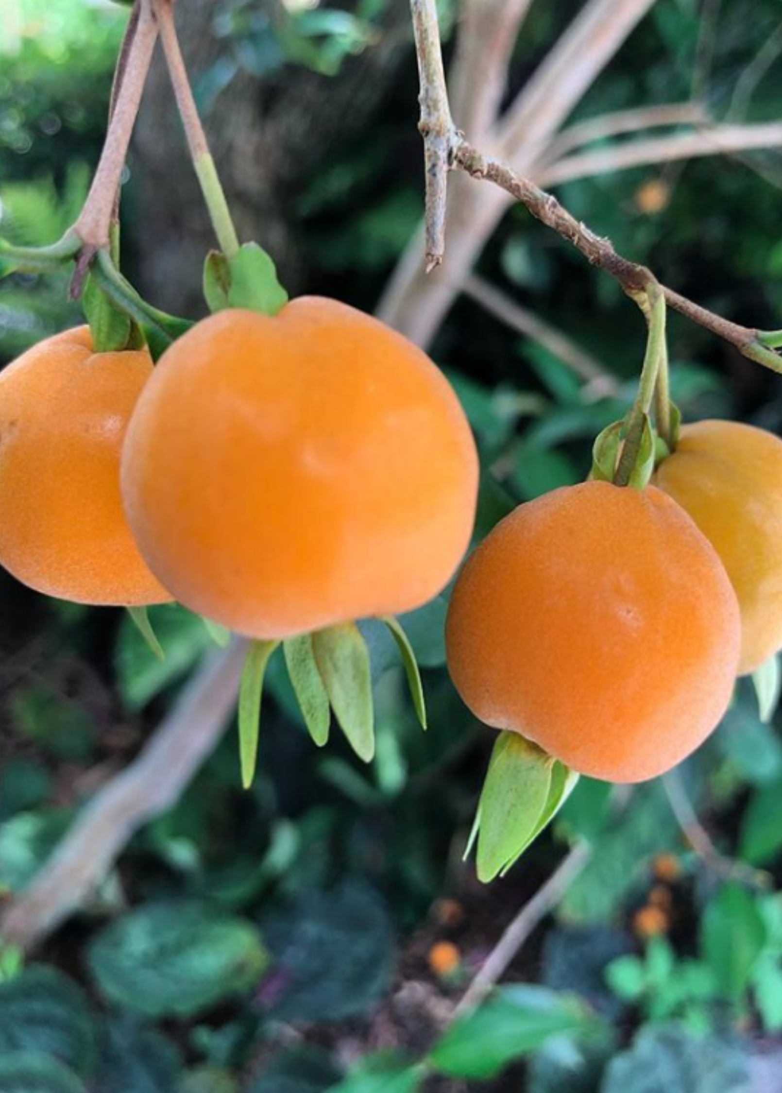 Pitomba Tree — Eugenia luschnathiana
