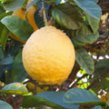 Ponderosa Lemon Tree — 1–2 ft.