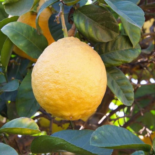 Ponderosa Lemon Tree — 1–2 ft.
