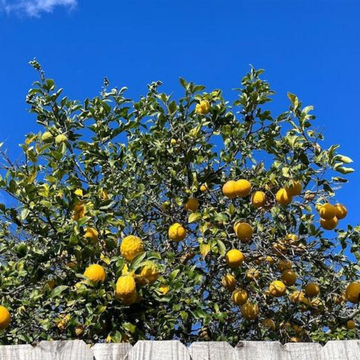 Ponderosa Lemon Tree live fruit plant