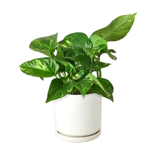 Golden Pothos — Easy-Care Trailing Houseplant live plant