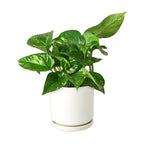 Golden Pothos — Easy-Care Trailing Houseplant live plant