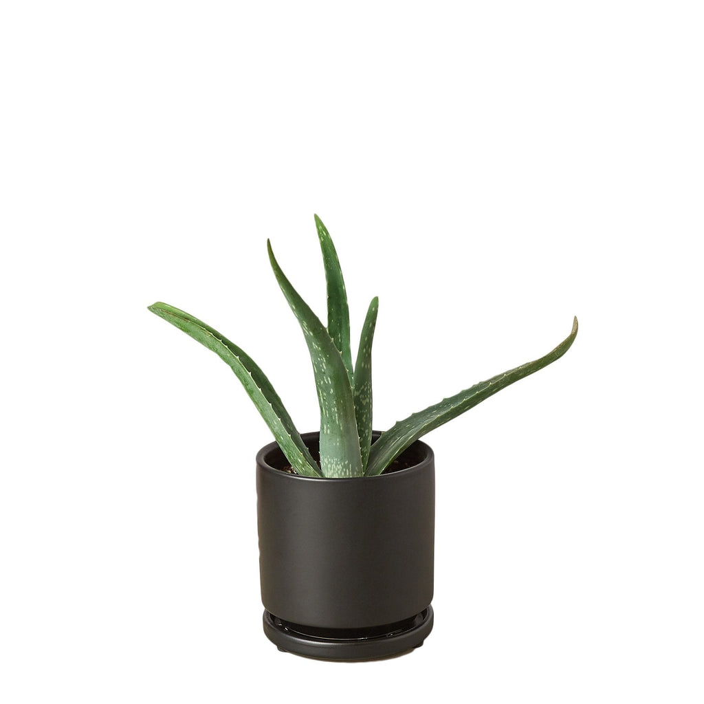 Aloe Vera — Easy-Care Succulent live plant