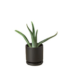Aloe Vera — Easy-Care Succulent live plant