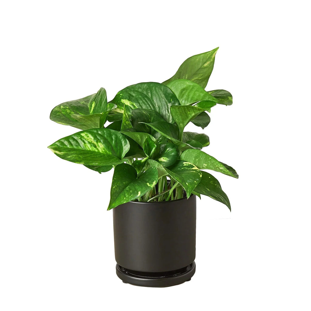 Golden Pothos — Easy-Care Trailing Houseplant live plant