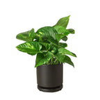 Golden Pothos — Easy-Care Trailing Houseplant live plant