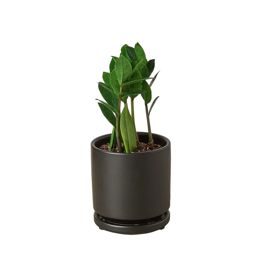 ZZ Plant — Low-Light, Easy-Care Houseplant live plant