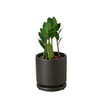 ZZ Plant — Low-Light, Easy-Care Houseplant live plant