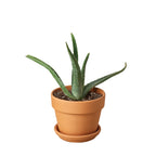 Aloe Vera — Easy-Care Succulent live plant