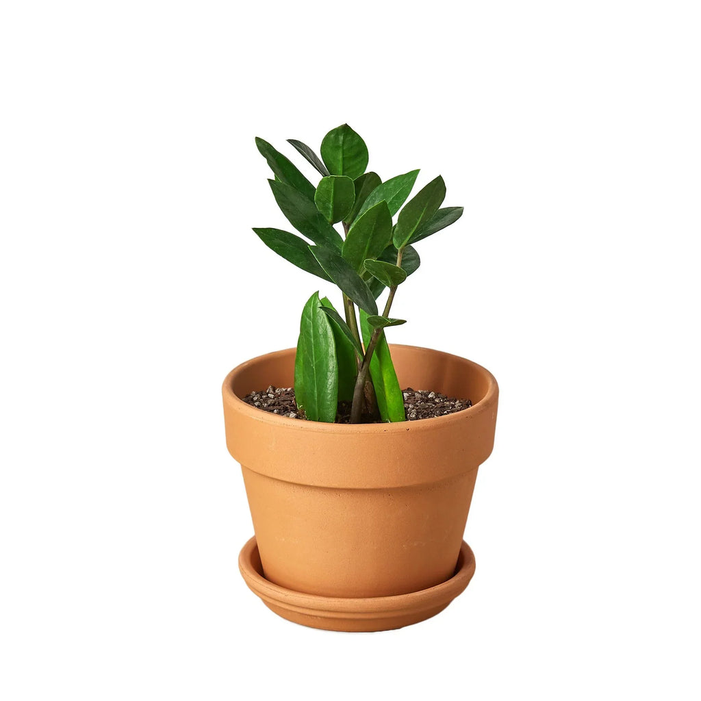 ZZ Plant — Low-Light, Easy-Care Houseplant live plant