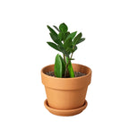 ZZ Plant — Low-Light, Easy-Care Houseplant live plant