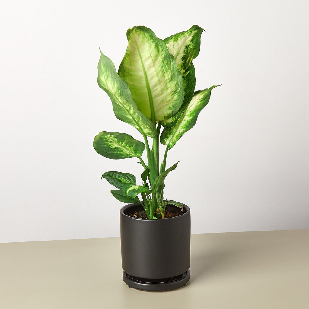 Camille Dieffenbachia — Bright Tropical Foliage live plant