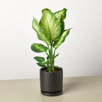 Camille Dieffenbachia — Bright Tropical Foliage live plant