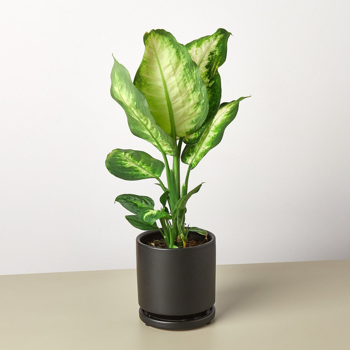 Camille Dieffenbachia — Bright Tropical Foliage live plant