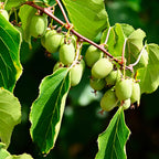 Prolific Kiwi live fruit plant